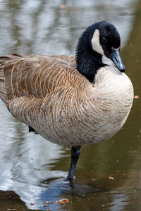 Canada goose standing on one leg in shallow water