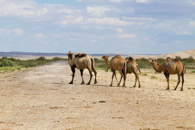 Horse standing on desert against sky