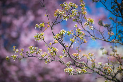 Low angle view of cherry blossoms in spring