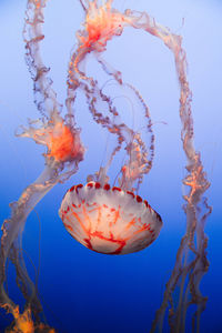 Close-up of jellyfish in sea