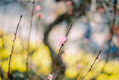 Pink flower blooming in park