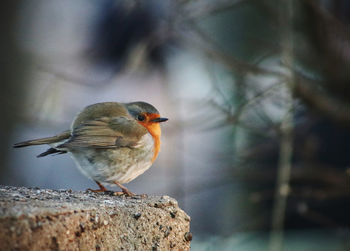 Close-up of robin perching on a branch