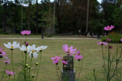 Close-up of pink flowering plants on field