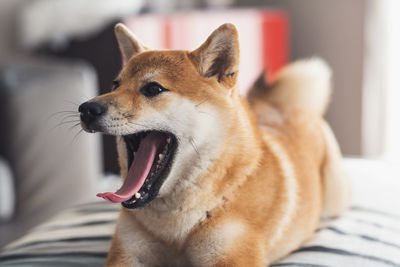 Close-up portrait of dog