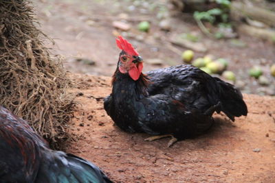 Black bird on a field