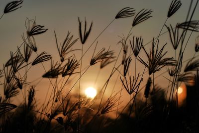 Close-up of silhouette plants against sunset