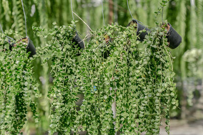 Close-up of berries growing on plant