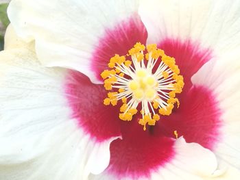 Close-up of pink flower blooming outdoors