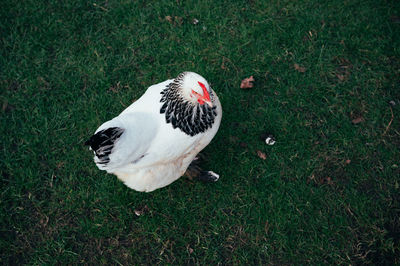 Close-up of bird on grassy field