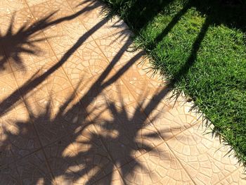 Shadow of plants on field