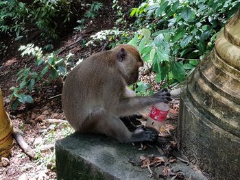 Close-up of lion sitting outdoors