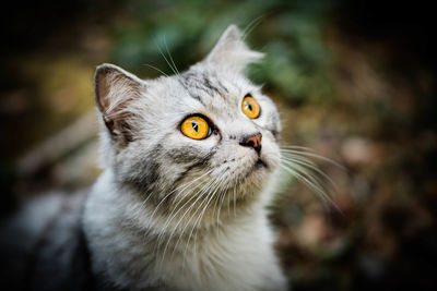 Close-up portrait of cat