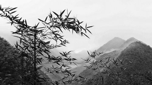 Tree against sky during winter