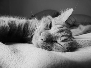 Close-up of cat sleeping