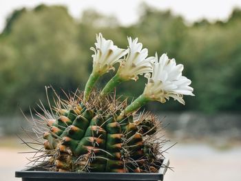 Close-up of flowering plant