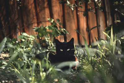 Portrait of black cat