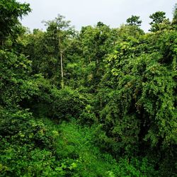 Scenic view of forest