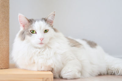 White cat sitting on floor at home