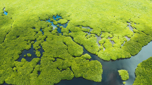 High angle view of green leaf on land