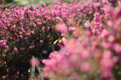 Close-up of bee pollinating on pink flower