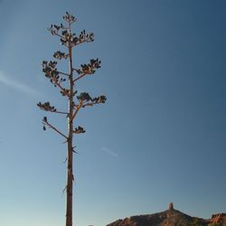 Low angle view of trees against blue sky