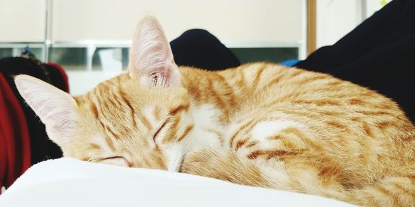 Close-up of cat sleeping