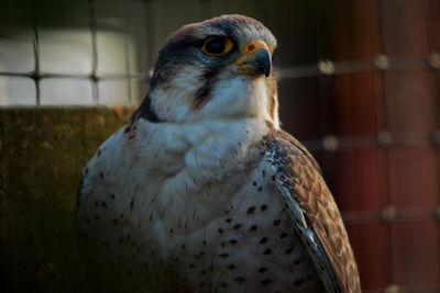 Close-up of a falcon looking away