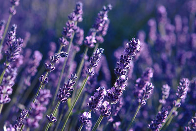 Closeup of lavender flower field at sunset rays