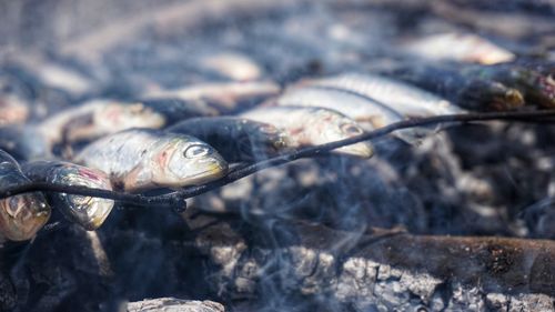 Cooking fish grilled