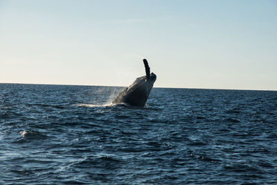 View of horse in sea against sky