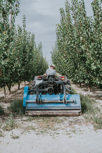 Back view of unrecognizable man driving tractor and mowing grass between rows of apricot trees on sunny summer day on farm