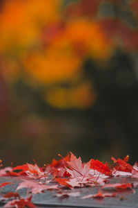 Close-up of maple leaves against blurred background