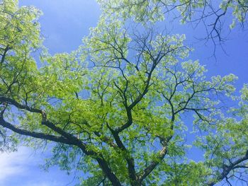 Low angle view of tree against blue sky