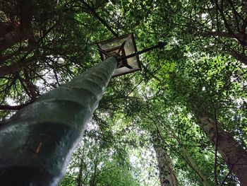 Low angle view of tree