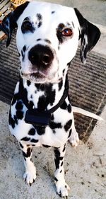Portrait of dalmatian dog sitting on footpath