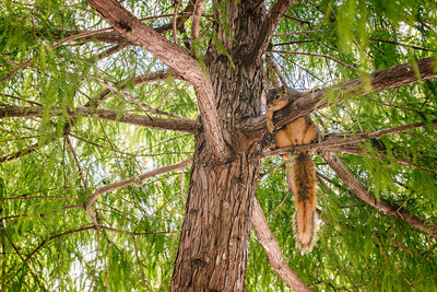 Trees on branch