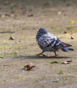 Close-up of bird perching on ground