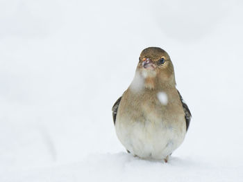 Close-up of sparrow perching on snow against white background