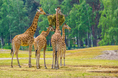 Zebras standing in a forest