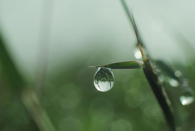 Close-up of raindrops on plant