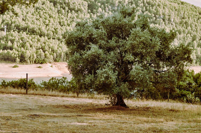 Trees on field in forest