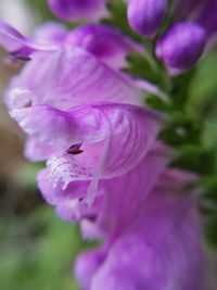 Close-up of pink flowering plant