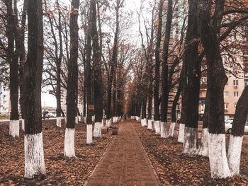 Panoramic shot of cemetery