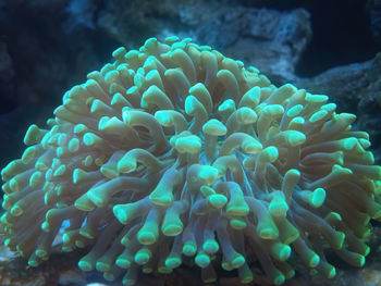 Hammer coral is a large polyp stony coral referred to as euphyllia under fluorescent light.