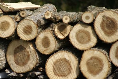 Stack of logs in forest