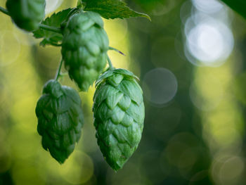 Close-up of fresh green leaf