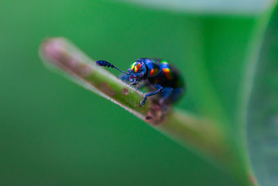 Close-up of insect on leaf