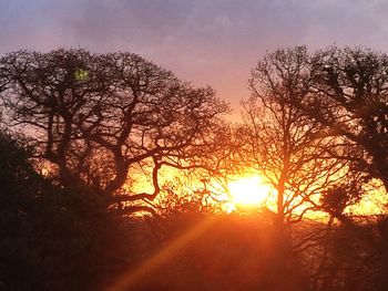 Silhouette trees against sky during sunset