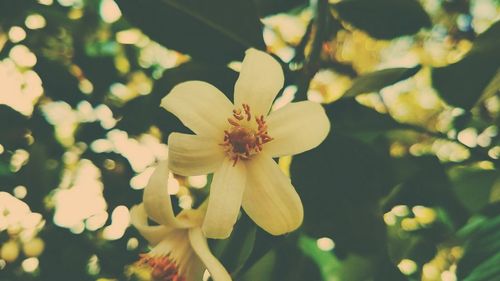 Close-up of blooming tree