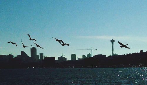 Bird flying over water